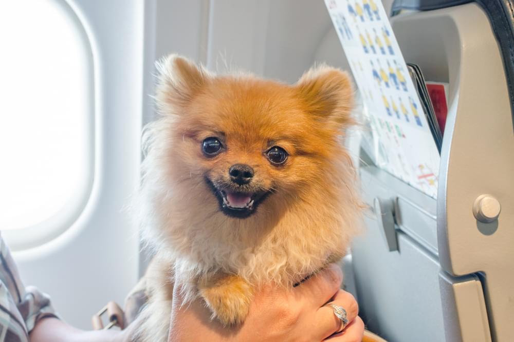 Dog on an airplane flight